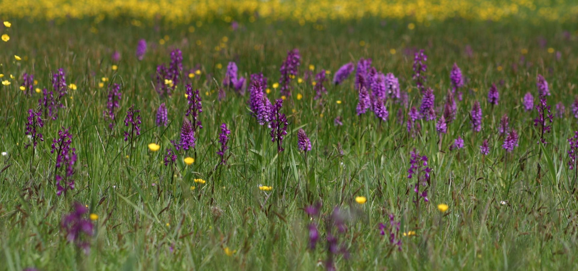 Orchid Fields at Le Noir Pre and La Blinerie Attraction Visit Jersey
